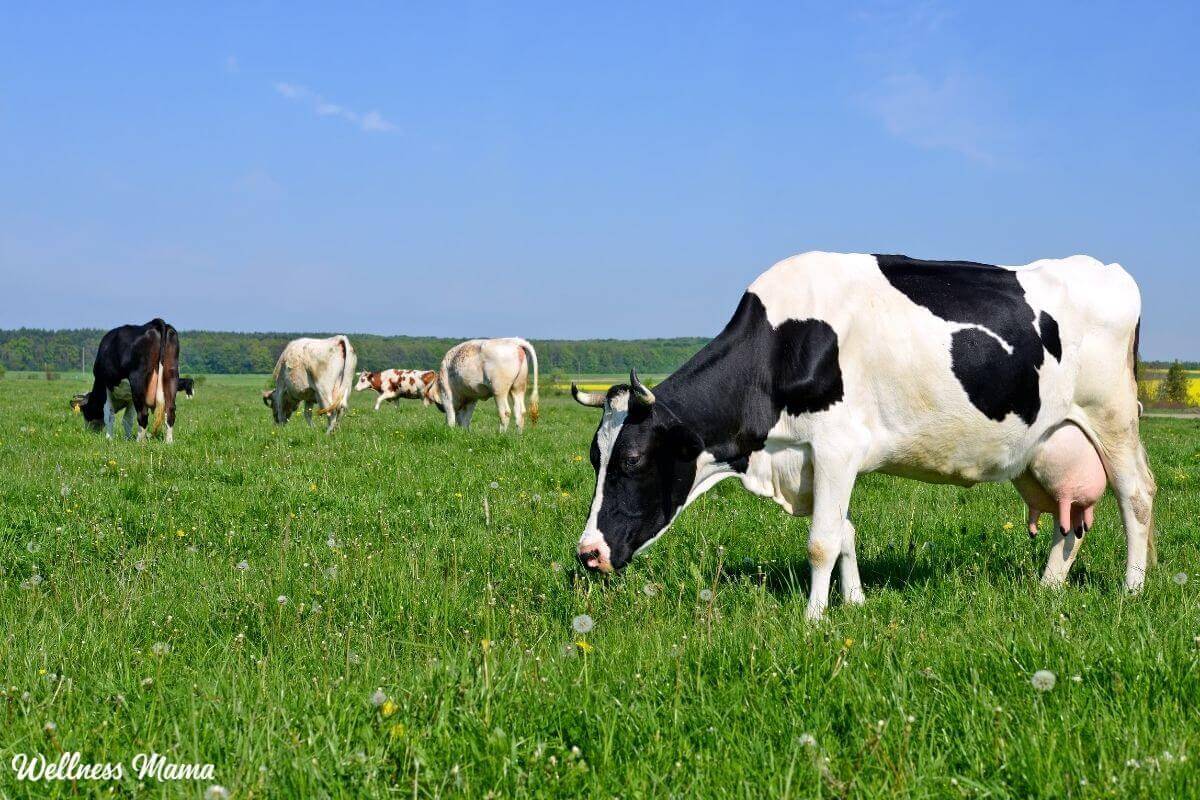 Health benefits of grass fed meat
