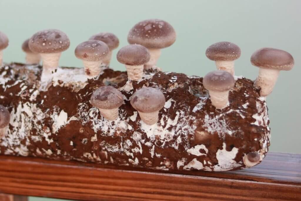 Mushroom Log